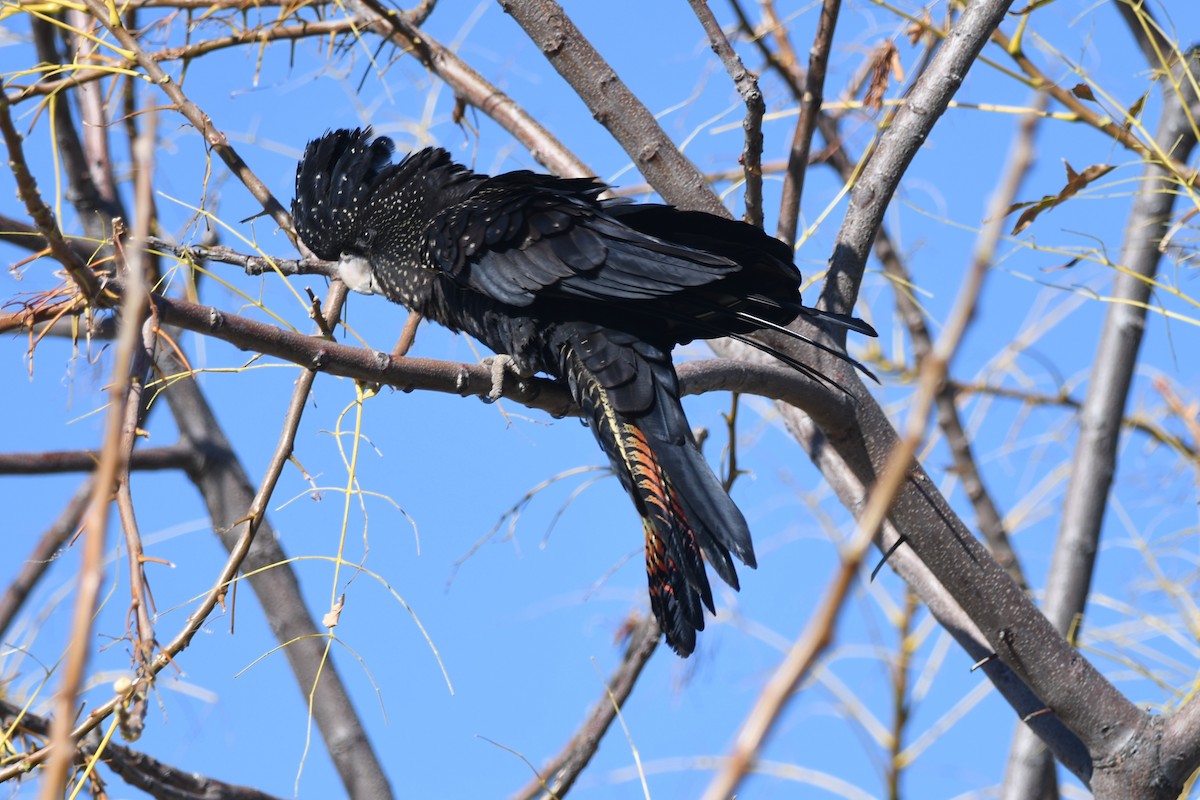 Red-tailed Black-Cockatoo - ML639498130