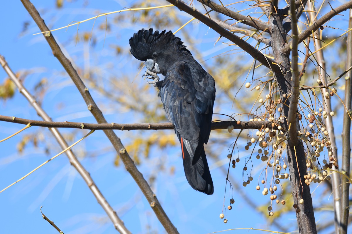 Red-tailed Black-Cockatoo - ML639498131