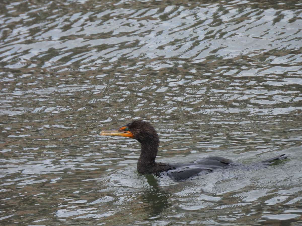 Double-crested Cormorant - ML639498144