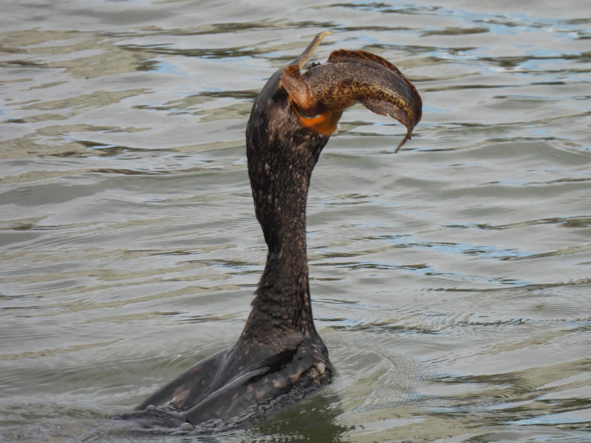 Double-crested Cormorant - ML639498145