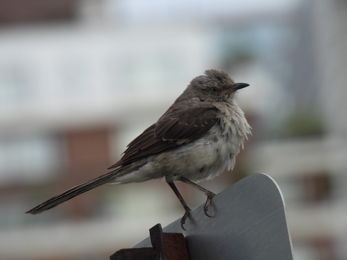 Northern Mockingbird - ML639498149