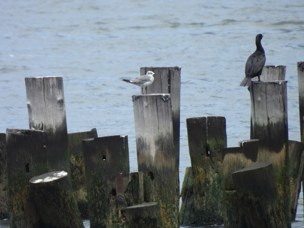 Laughing Gull - ML639498154