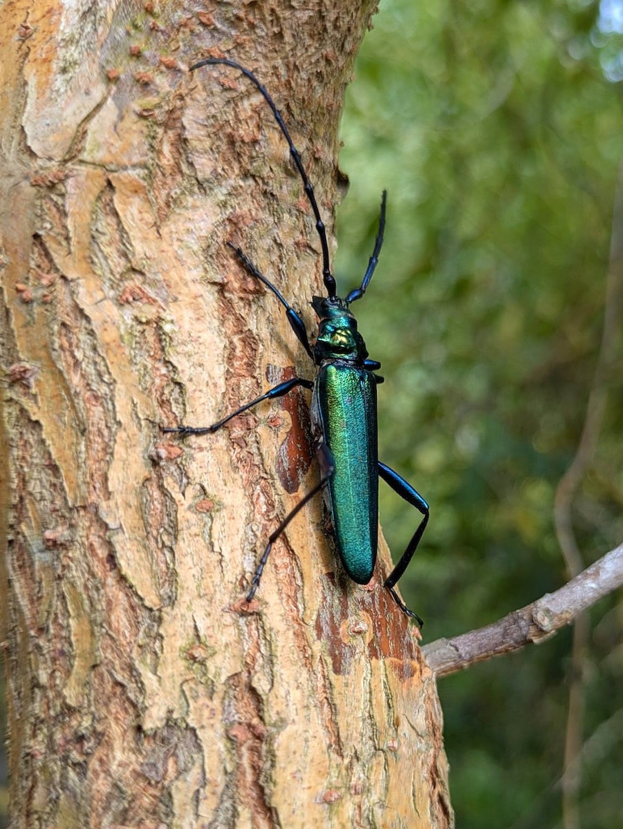 Musk beetle - ML639498210