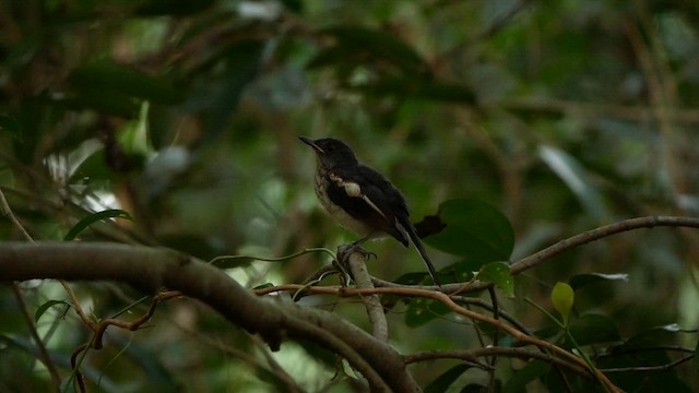 Oriental Magpie-Robin - ML639498285