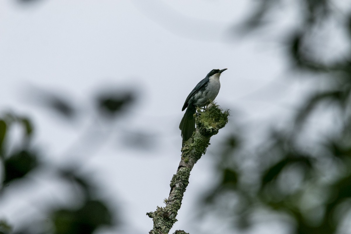 Mulato Pechiblanco - ML639498328