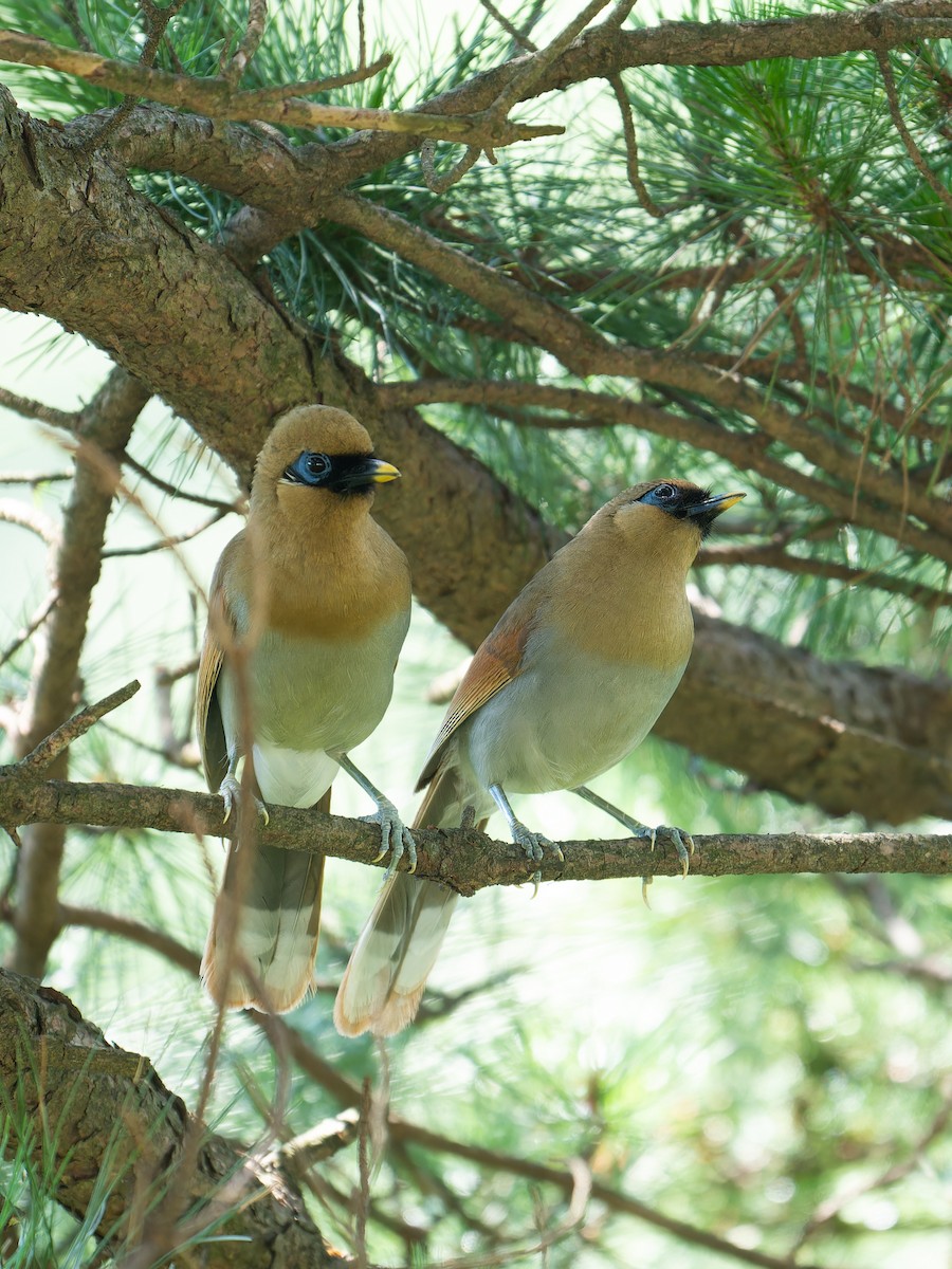 Buffy Laughingthrush - ML639498489