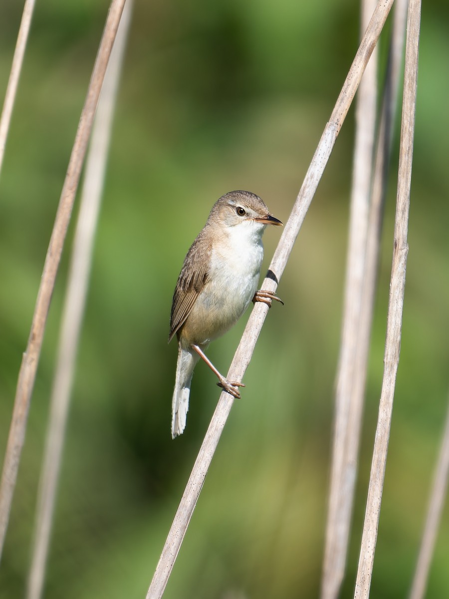 Blunt-winged Warbler - ML639498493