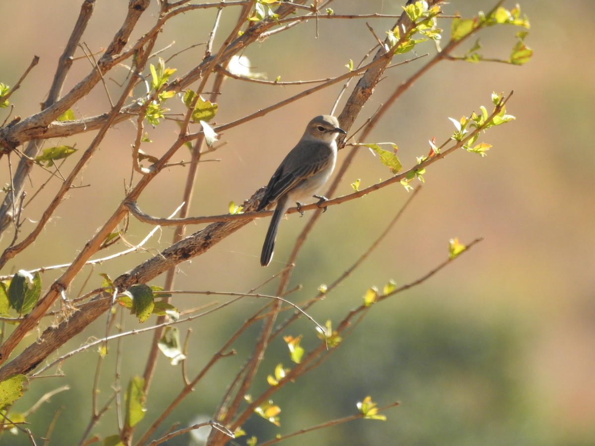 Pale Flycatcher - ML639498511