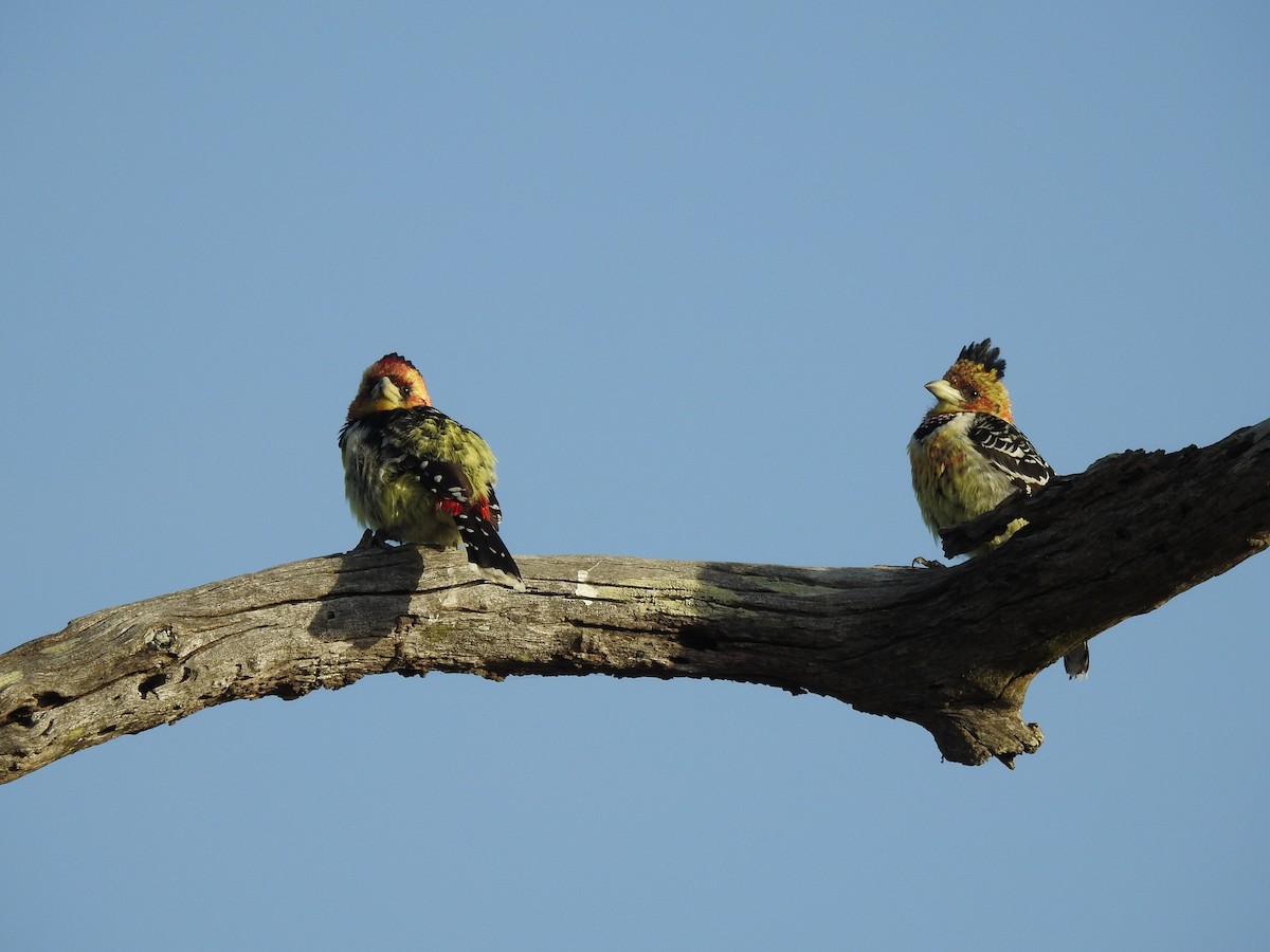 Crested Barbet - ML639498522
