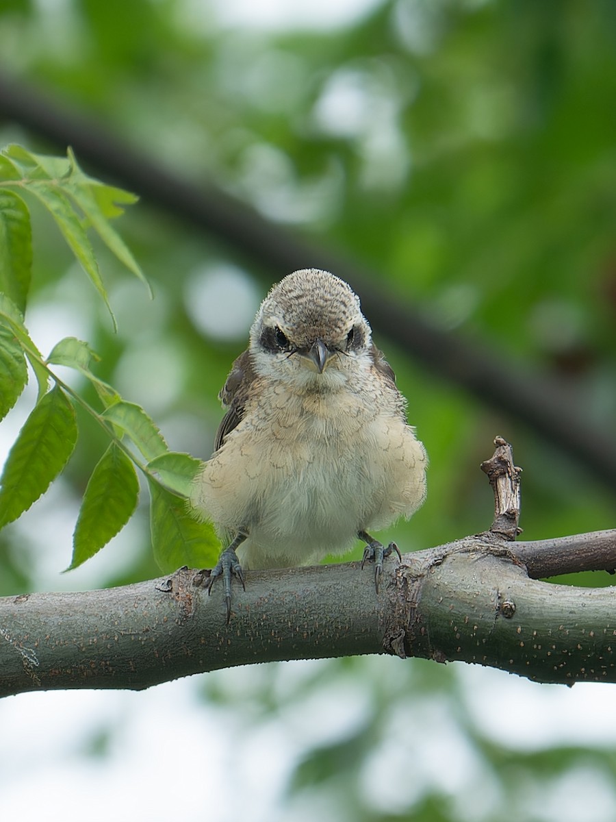 Brown Shrike - ML639498561
