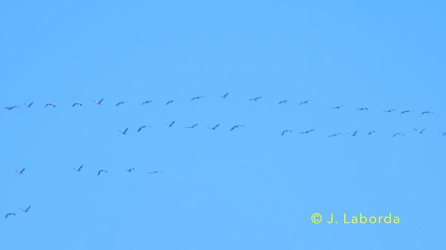 Common Crane - ML639498592