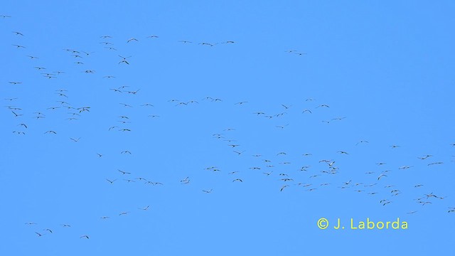Common Crane - ML639498594