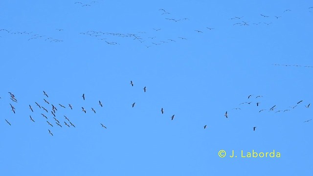Common Crane - ML639498595