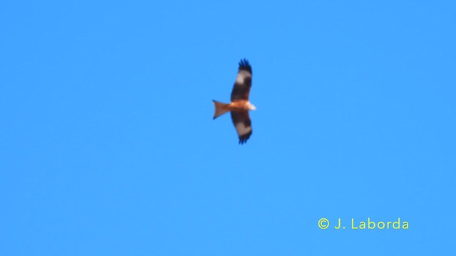 Red Kite - ML639498597