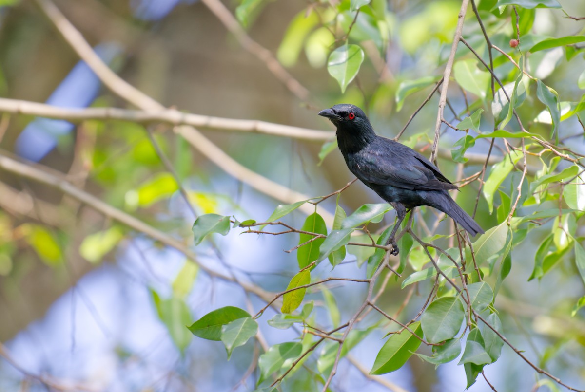 Asian Glossy Starling - ML639498810