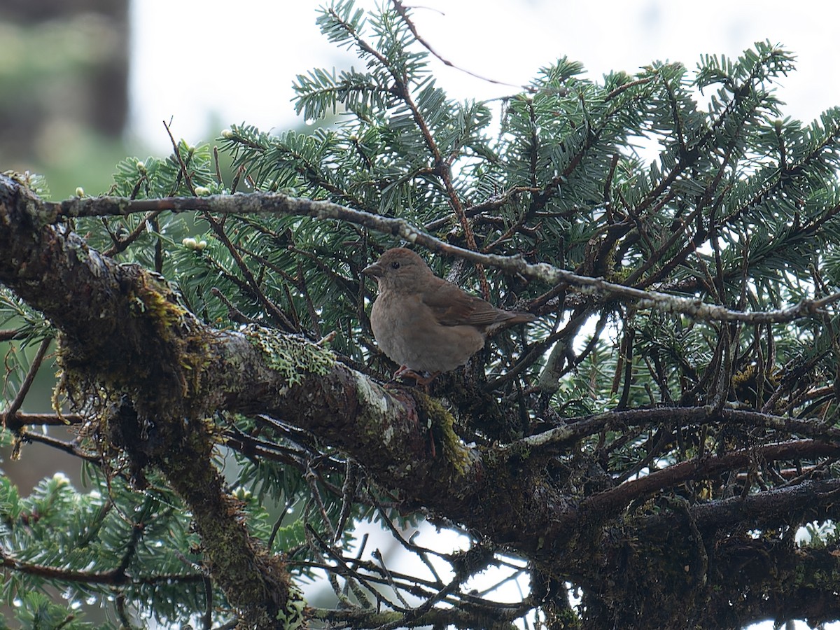 Blanford's Rosefinch - ML639498846