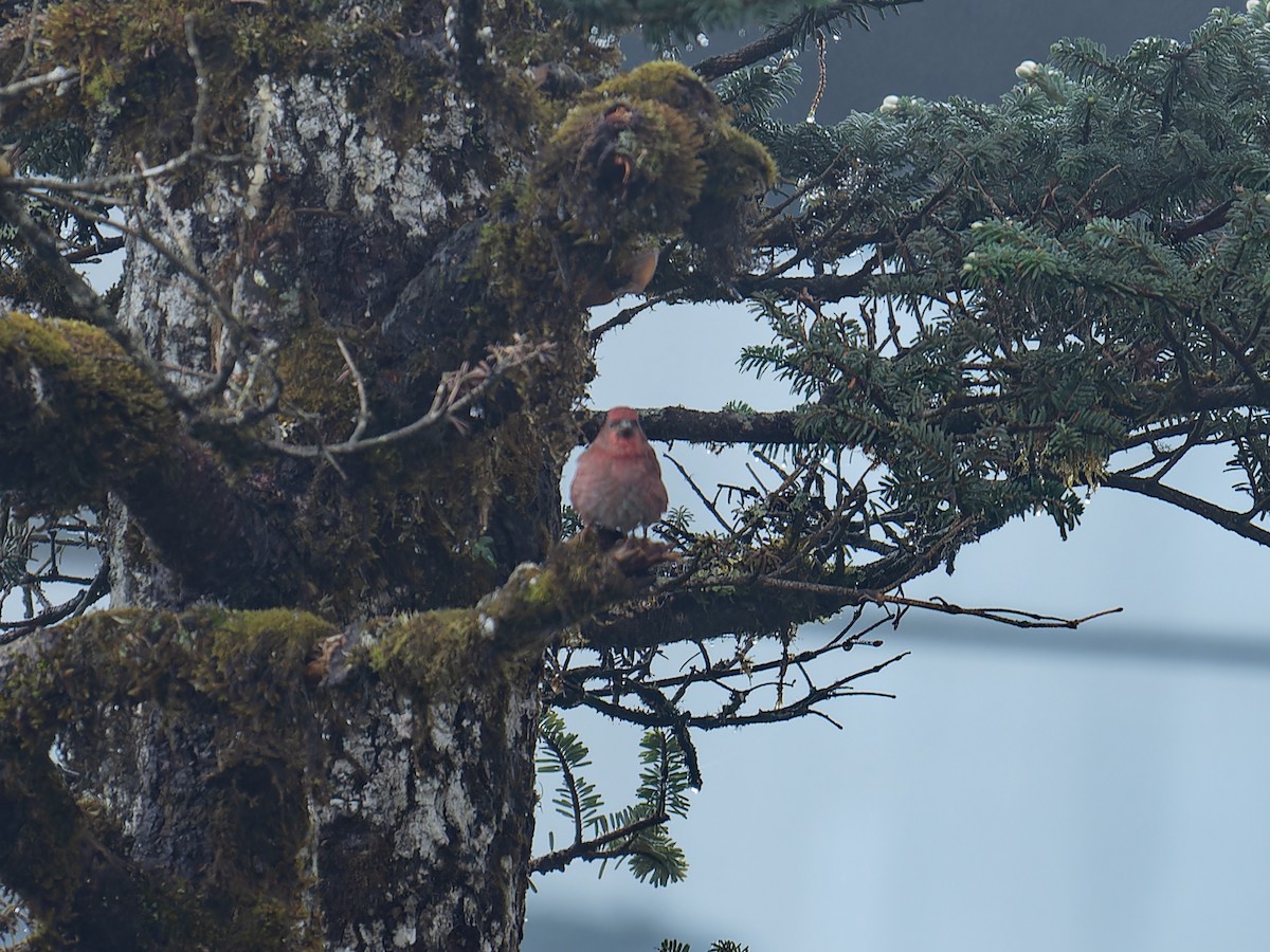 Blanford's Rosefinch - ML639498847