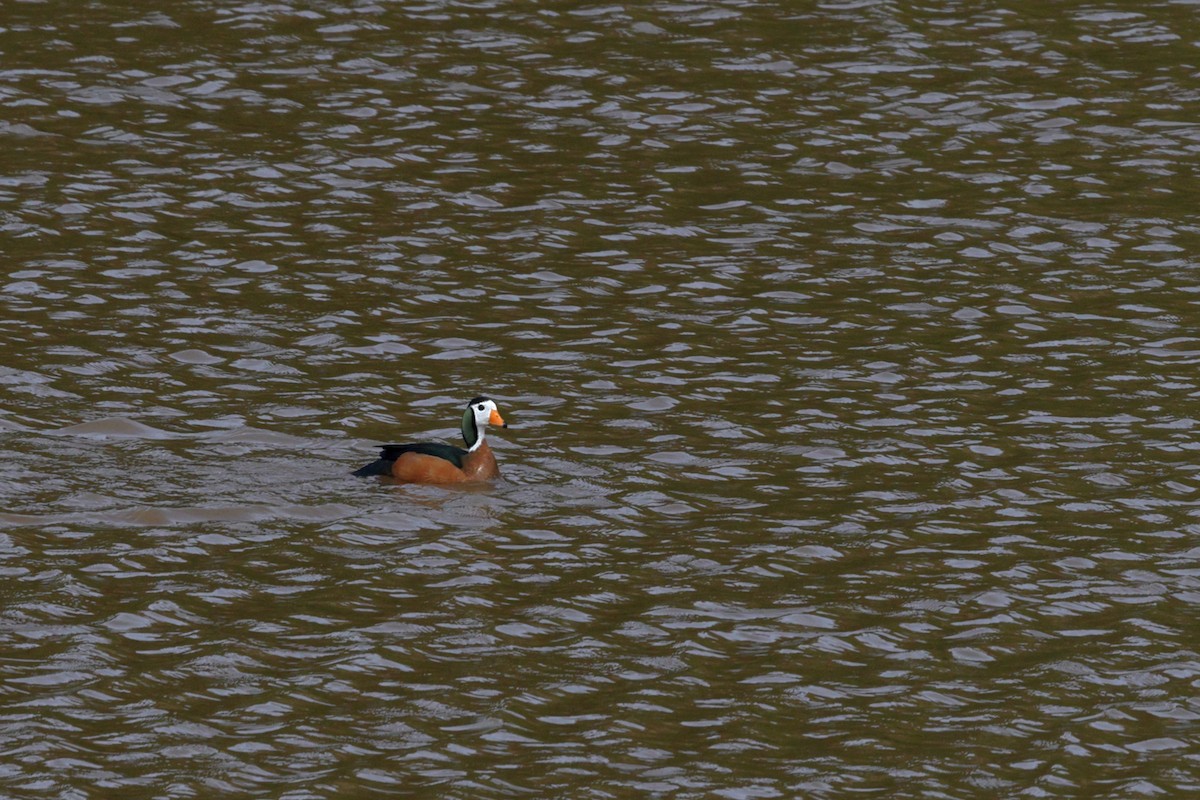 African Pygmy-Goose - ML639498856