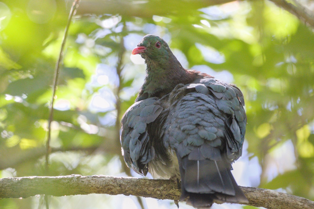 New Zealand Pigeon - ML639498871