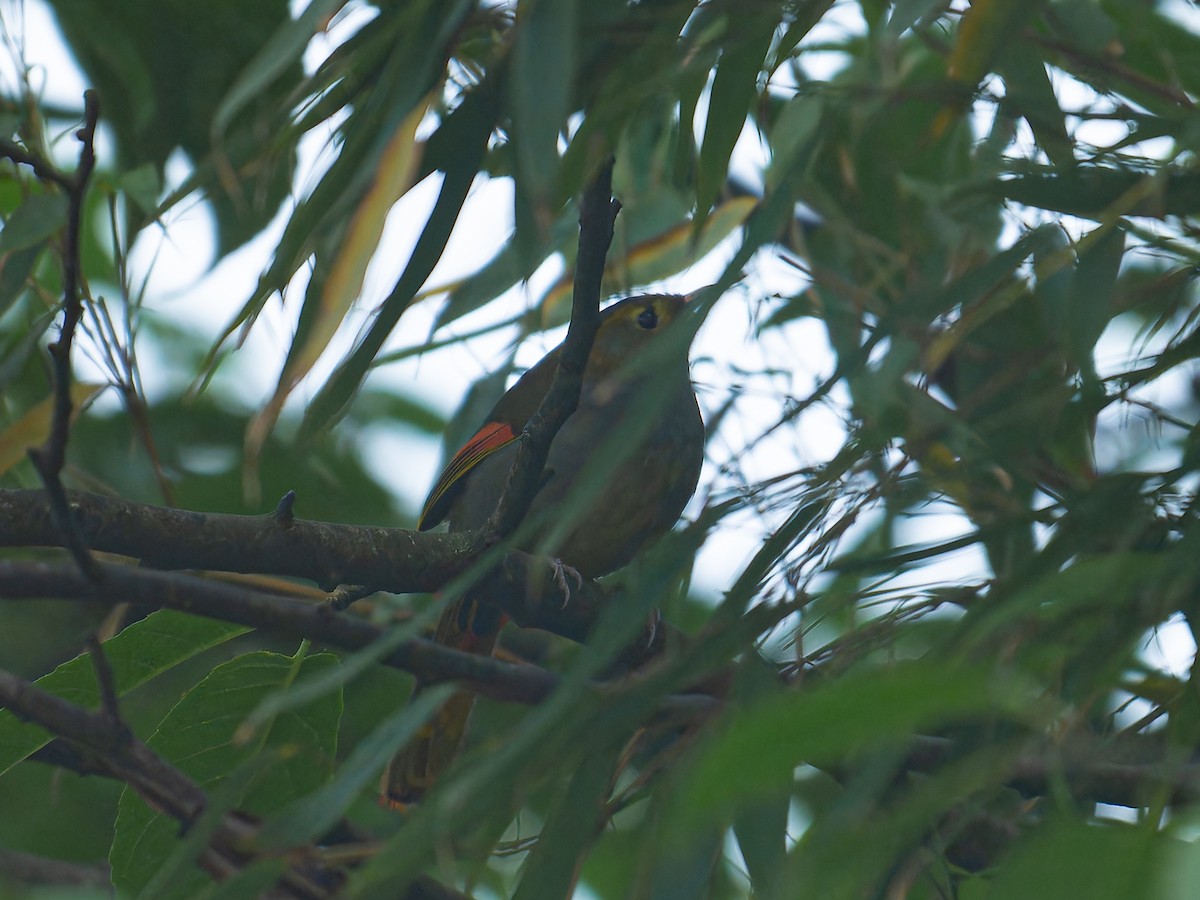 Emei Shan Liocichla - ML639498900
