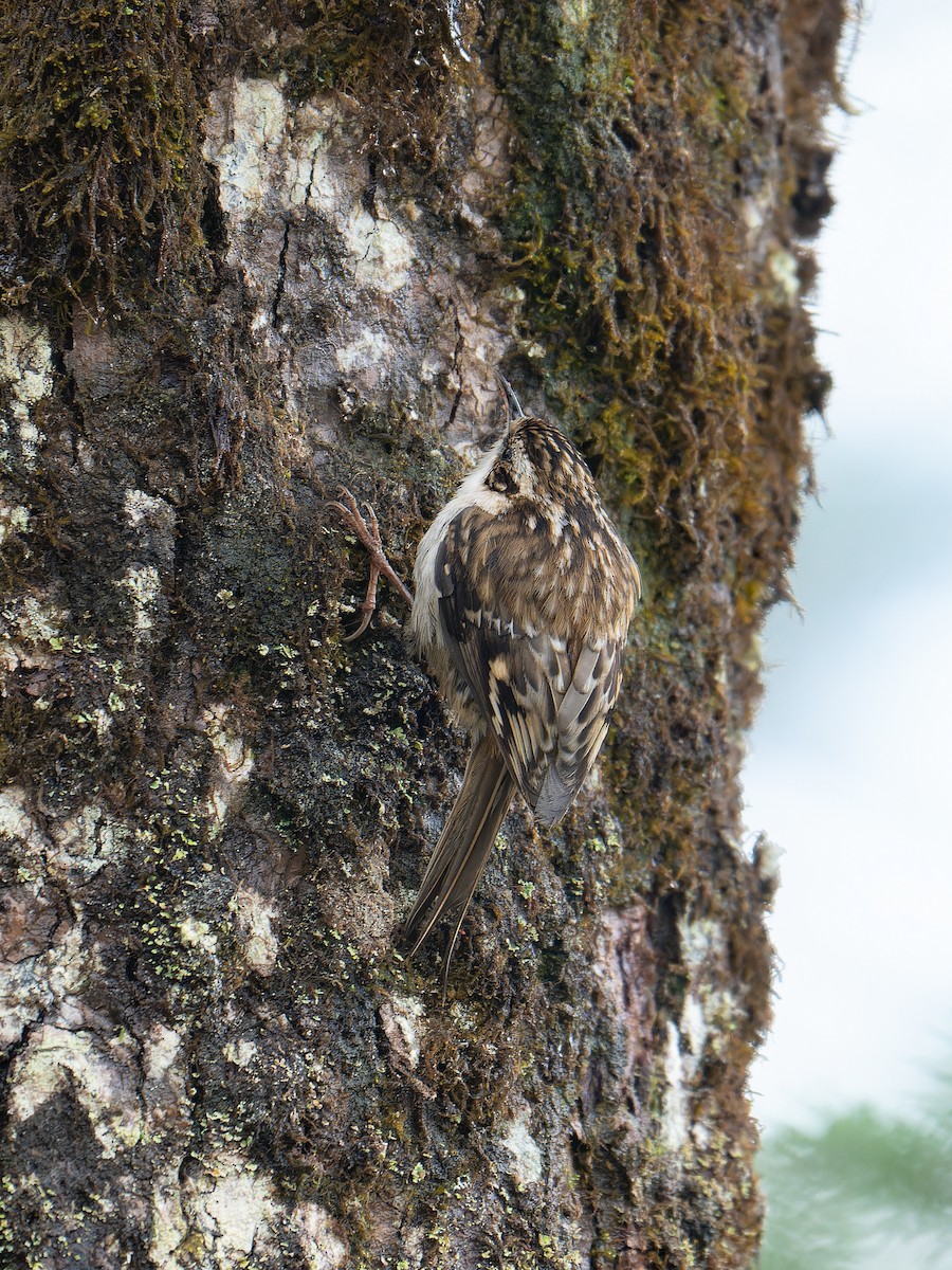 Hodgson's Treecreeper - ML639498901