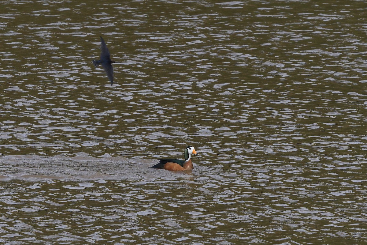 African Pygmy-Goose - ML639498913