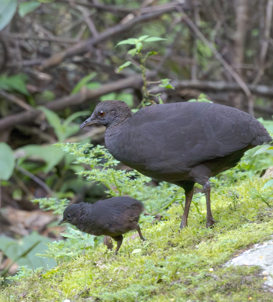 Cinereous Tinamou - ML639498918