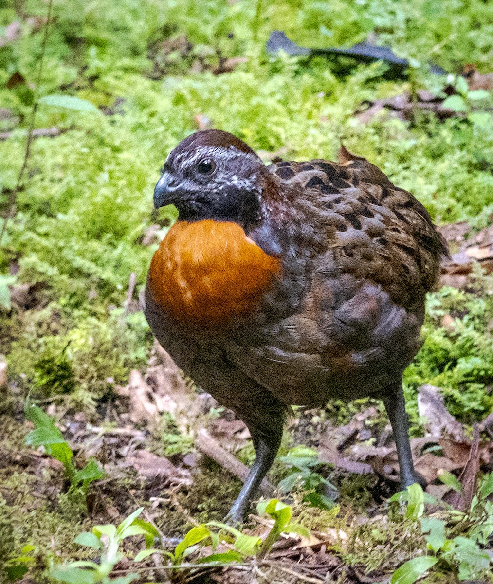Rufous-breasted Wood-Quail - ML639498949