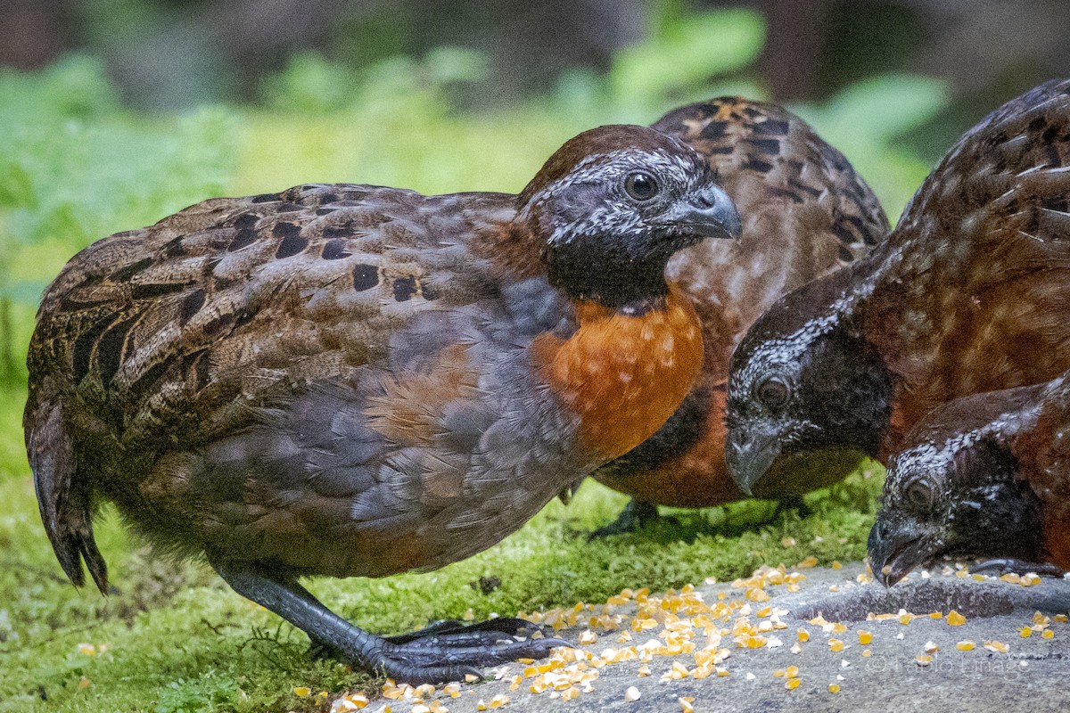 Rufous-breasted Wood-Quail - ML639498950