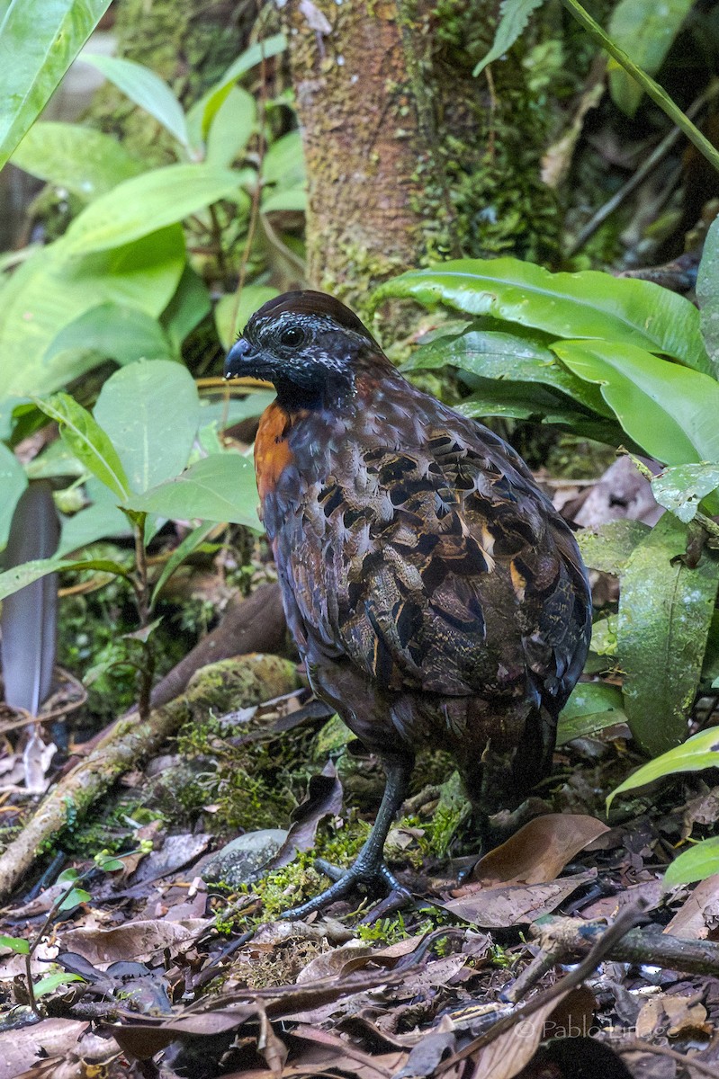 Rufous-breasted Wood-Quail - ML639498952