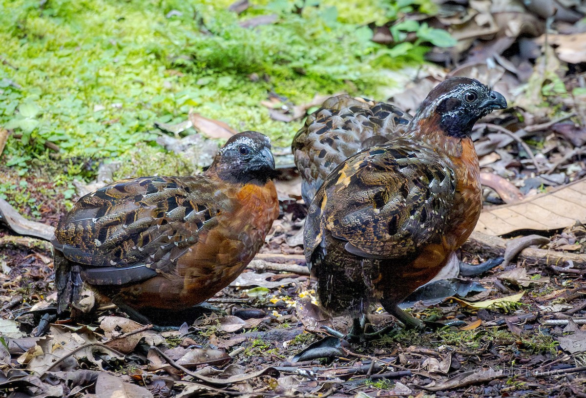 Rufous-breasted Wood-Quail - ML639498953