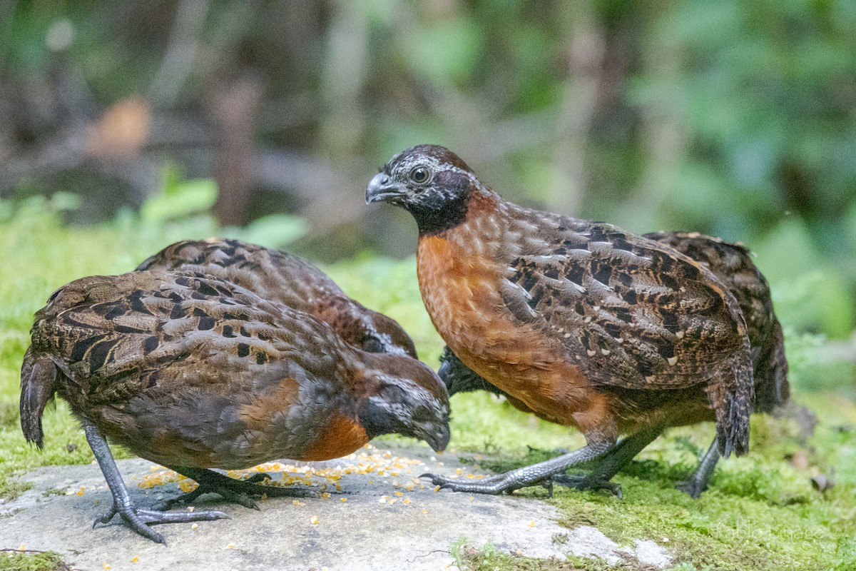 Rufous-breasted Wood-Quail - ML639498954