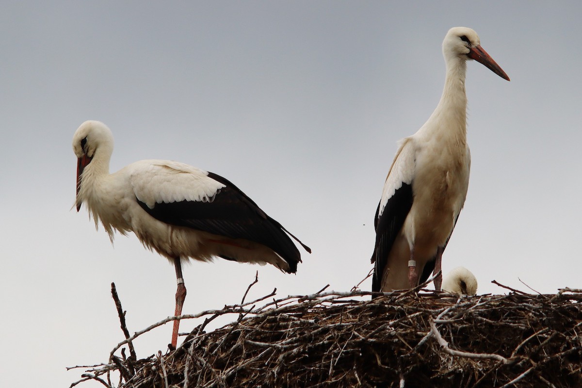 White Stork - ML639498996