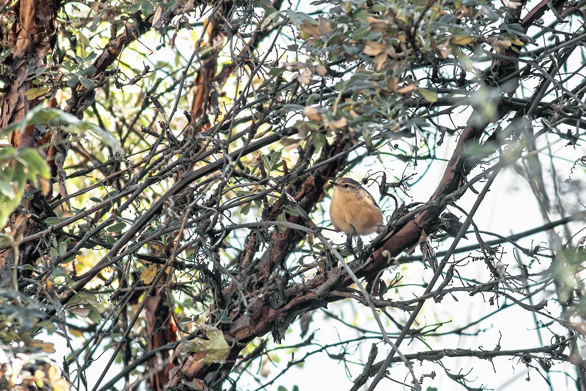 Tawny Tit-Spinetail - ML639498999