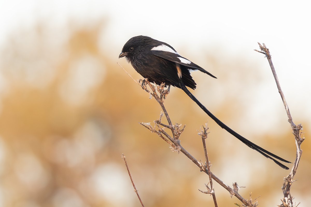 Magpie Shrike - ML639499010