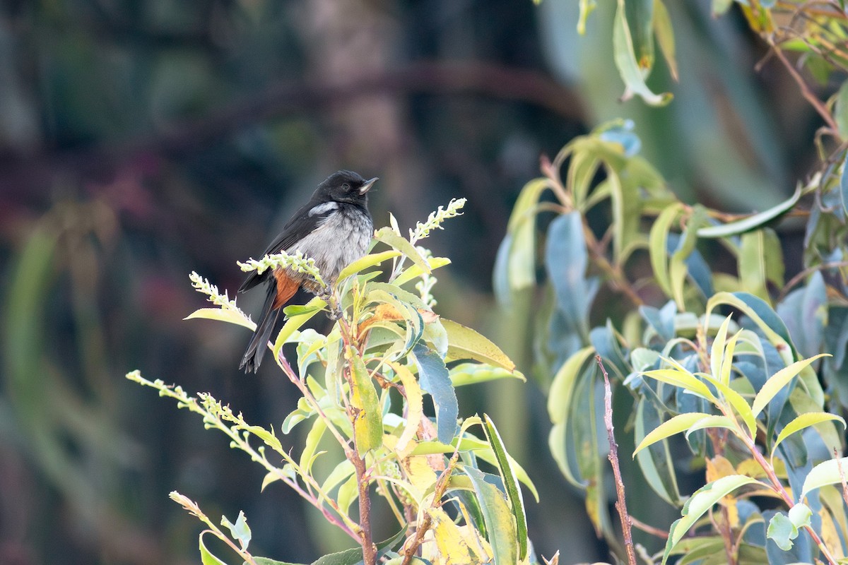 Gray-bellied Flowerpiercer - ML639499017