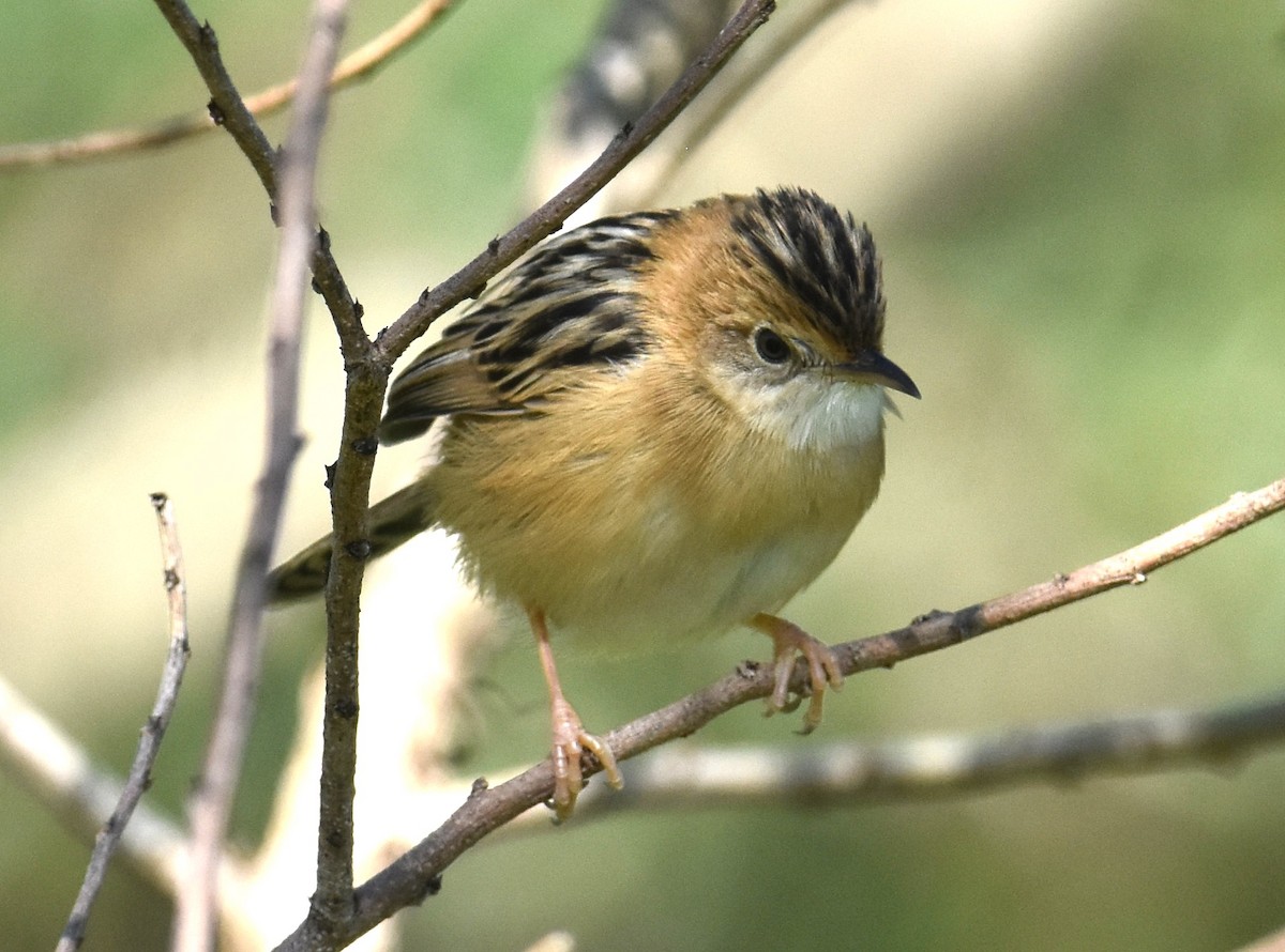 gyllengressanger - ML639499023