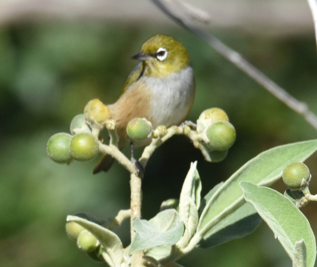 Silvereye - ML639499025