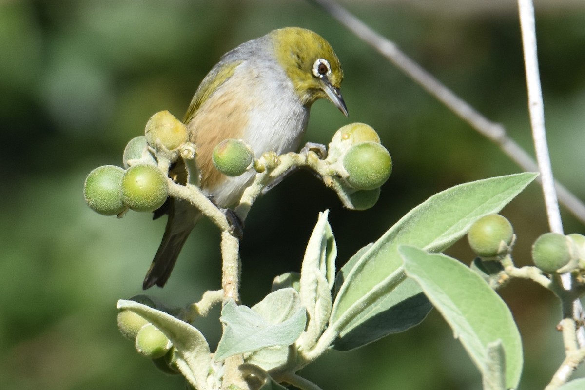Silvereye - ML639499026
