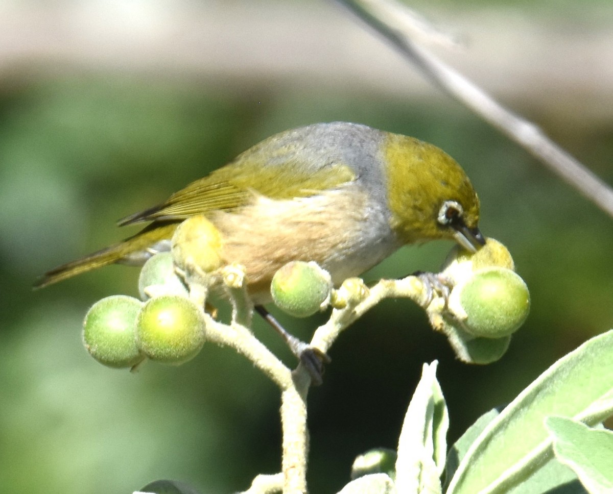 Silvereye - ML639499028