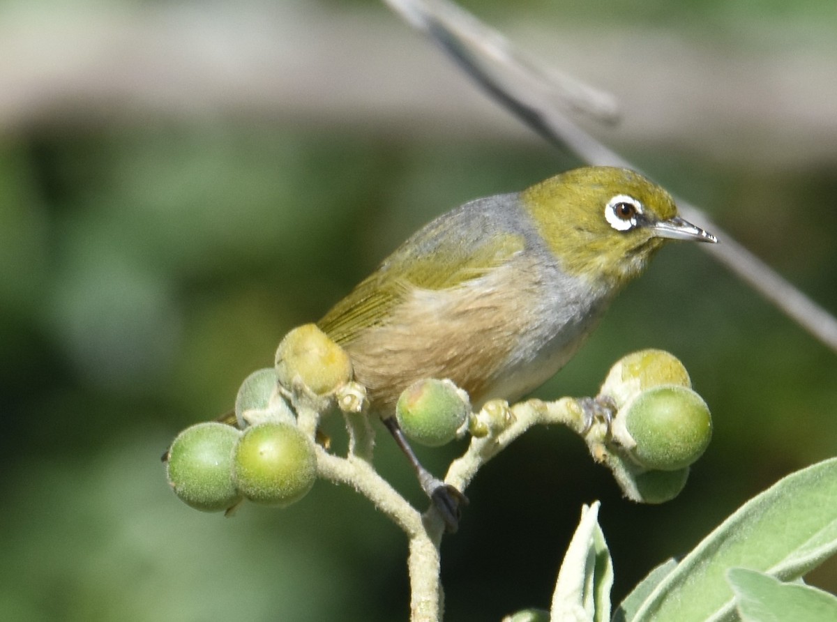 Silvereye - ML639499029