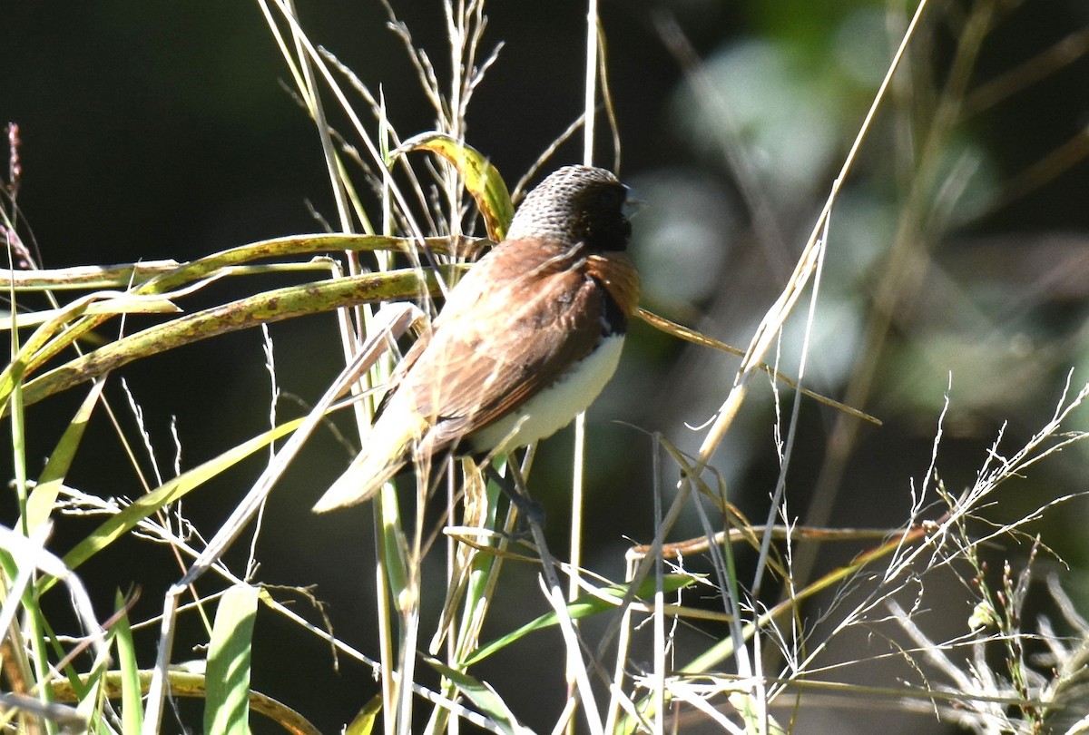 Chestnut-breasted Munia - ML639499031