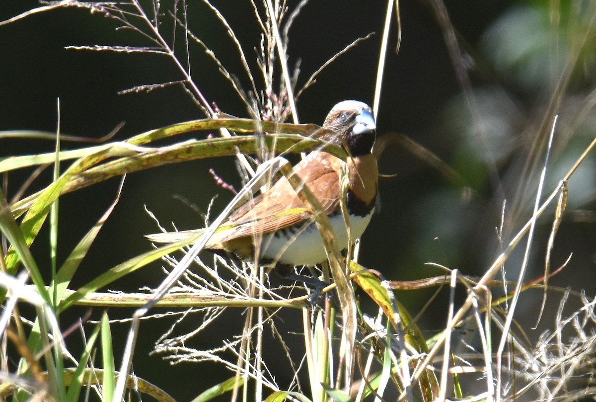 Chestnut-breasted Munia - ML639499032