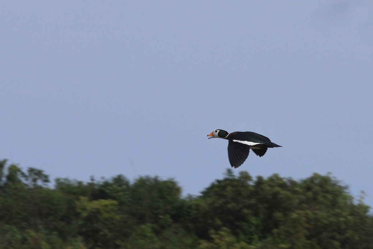 African Pygmy-Goose - ML639499045
