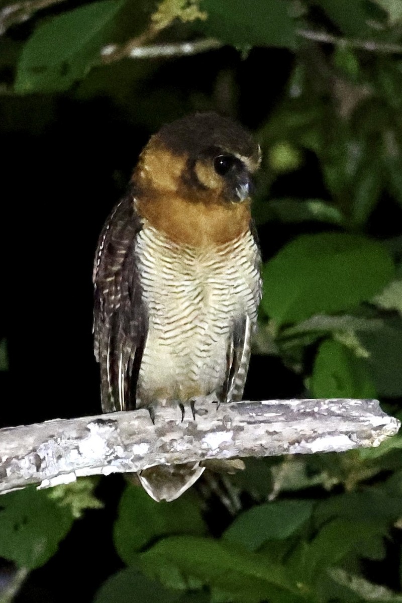 Brown Wood-Owl (Sunda) - ML639499063