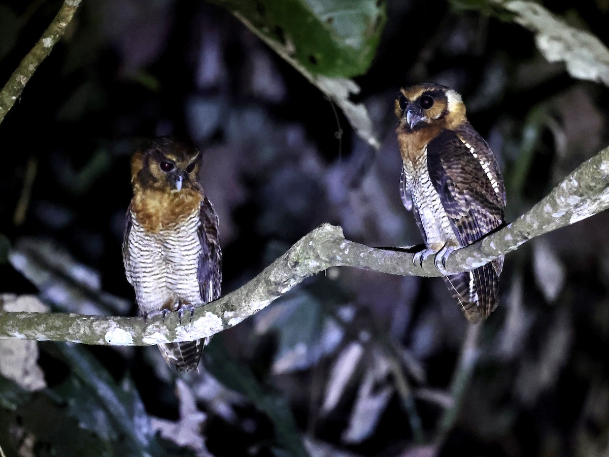 Brown Wood-Owl (Sunda) - ML639499064