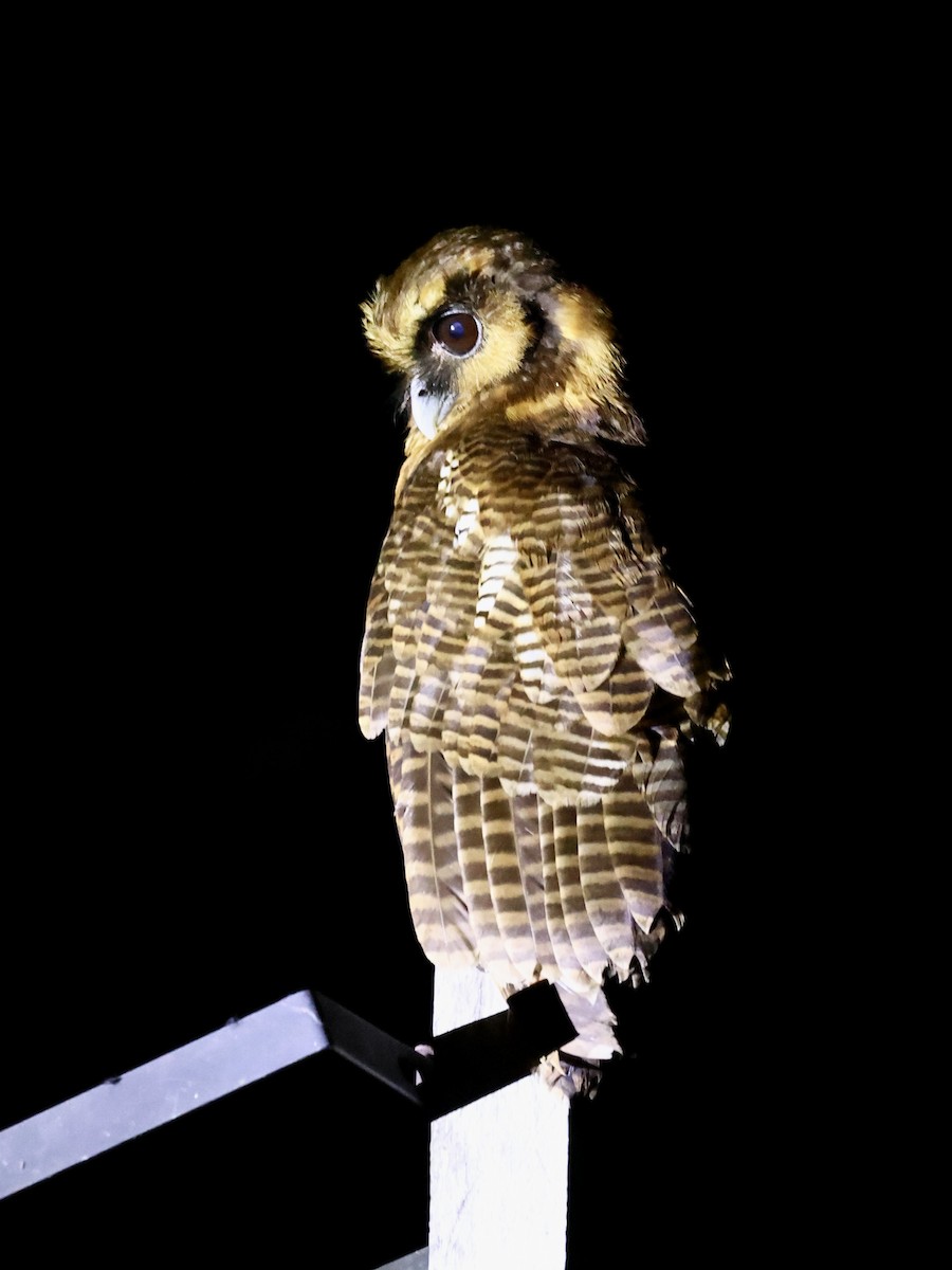 Brown Wood-Owl (Sunda) - ML639499065