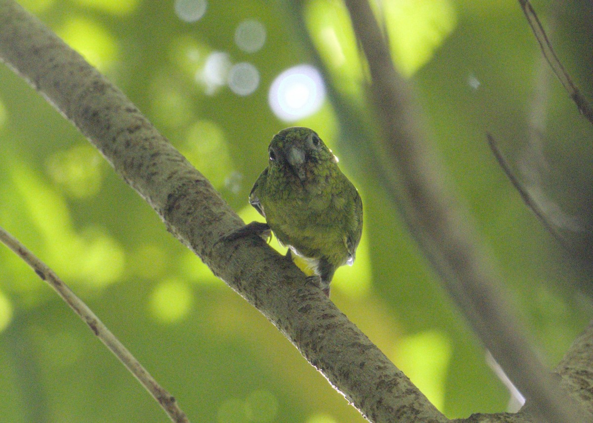 Finsch's Pygmy-Parrot - ML639499066