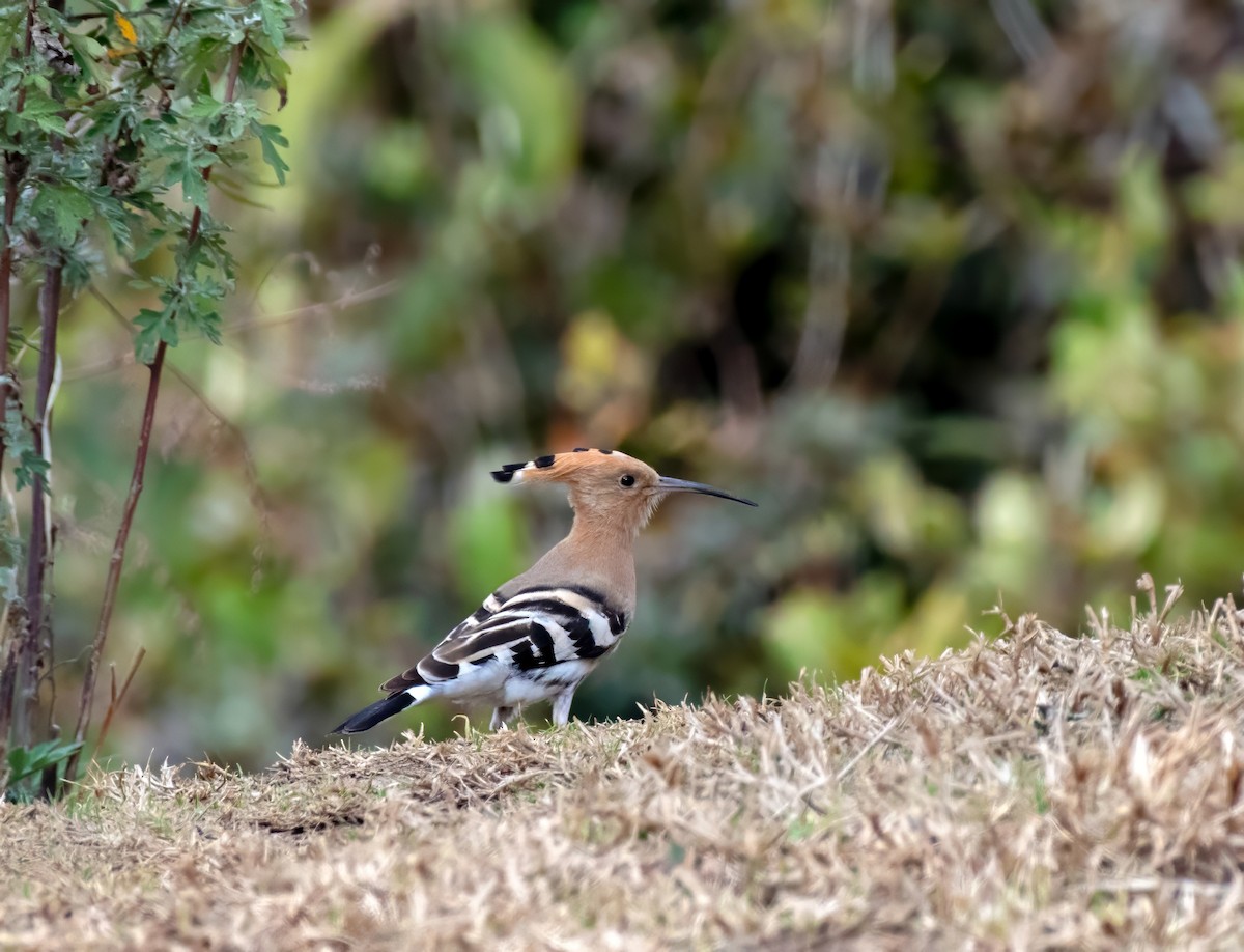 Eurasian Hoopoe - ML639499140