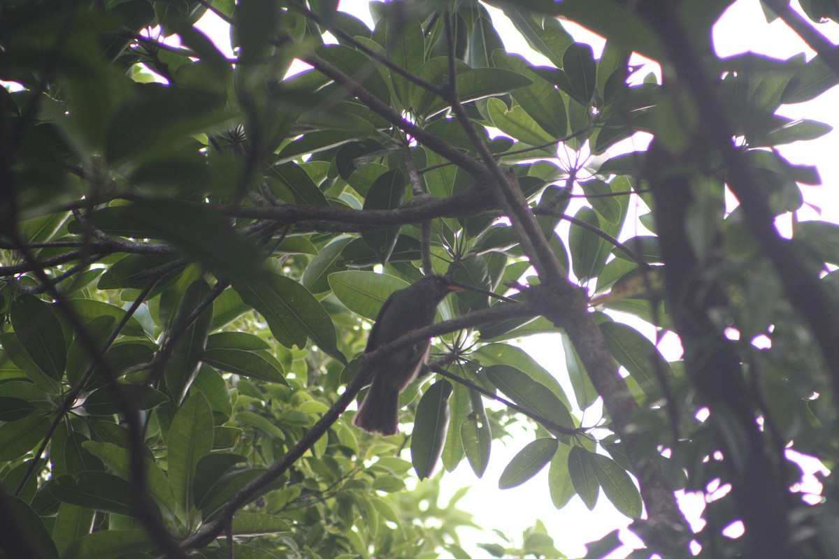 Reunion Bulbul - ML639499174